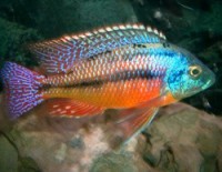 Protomela Taeniolatus "Red Express"