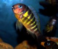 Tropheu Brichardi 