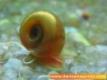 Planorbis Corneus.