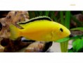 Peixe Ciclideos Africanos Amarelo Limão Caeruleus