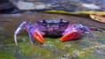 Caranguejo Roxo
